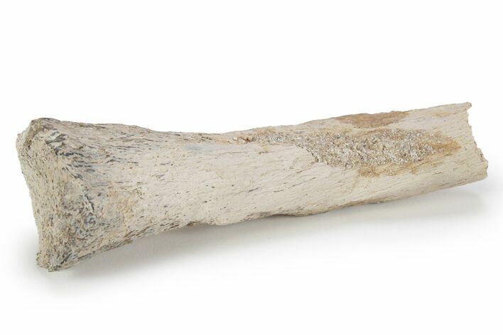 Fossil Plesiosaur Rib Section - Asfla, Morocco #240980